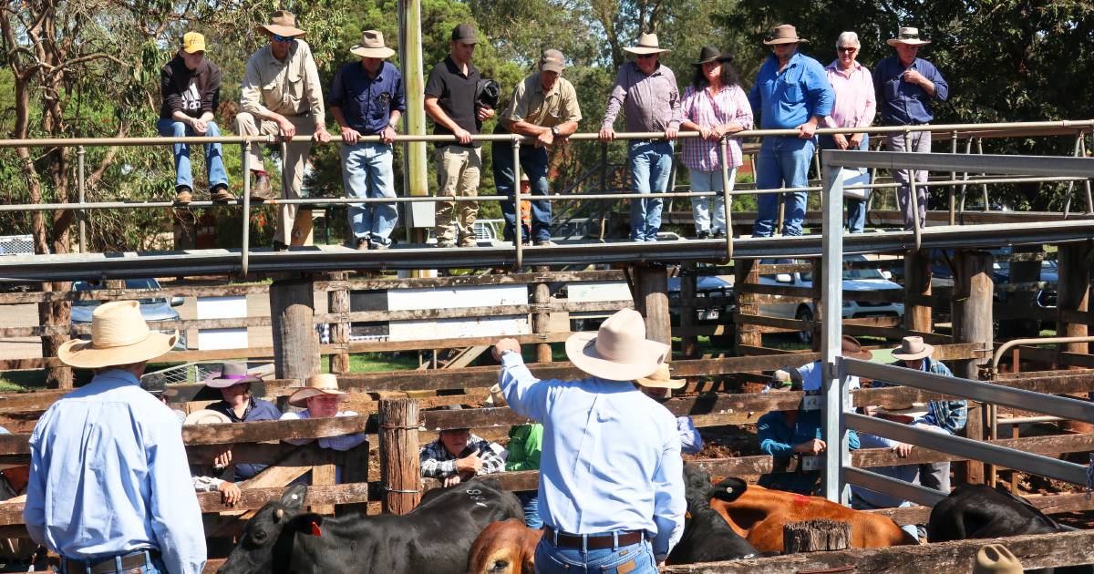 Weaner steers reach 664c at Coolabunia