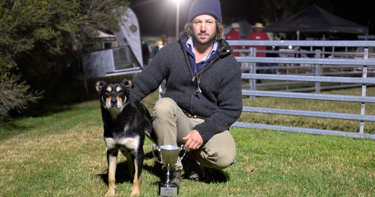 Sire Shootout title claimed by seasoned dog at The Working Dog Challenge Trial and Auction