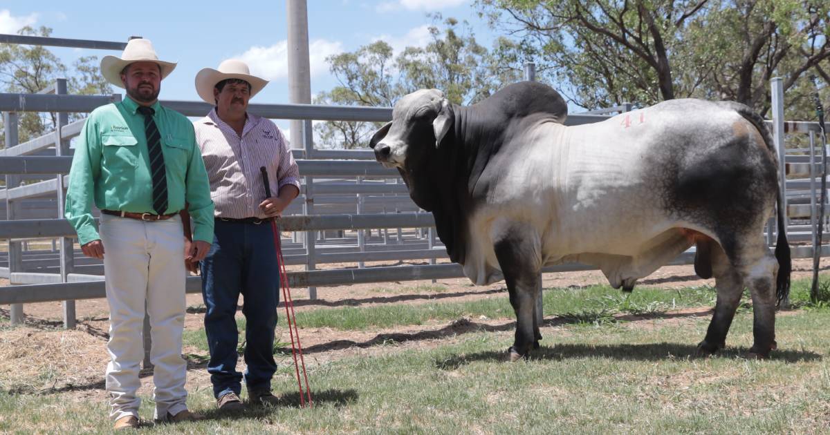 Late-season interest drives Beef Country sale's success