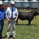 Red Angus appeals to buyers