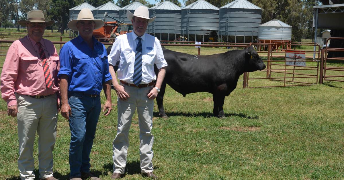 Booragul Angus Opportunity sale top of $18,000, with 13 bulls averaging $10,692 | The Land