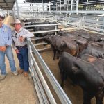 Wilangi invitational sale celebrates 35 years in Charters Towers | Photos