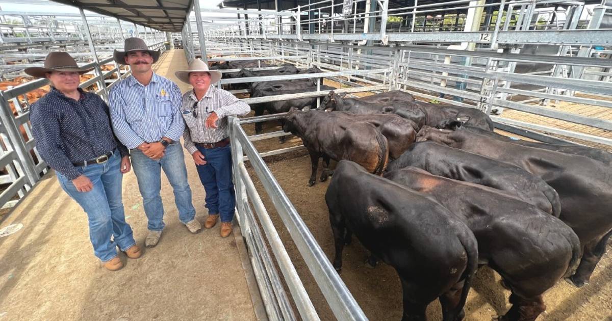 Brangus weaner steers sell for 668c/$1628 at Gracemere | Queensland Country Life