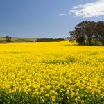 Quality cattle, sheep and fodder production