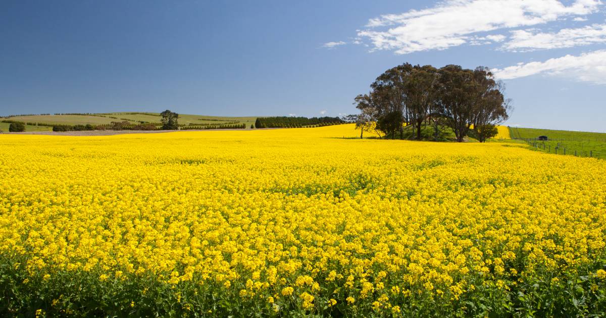 Canola succumbs to relentless wet weather