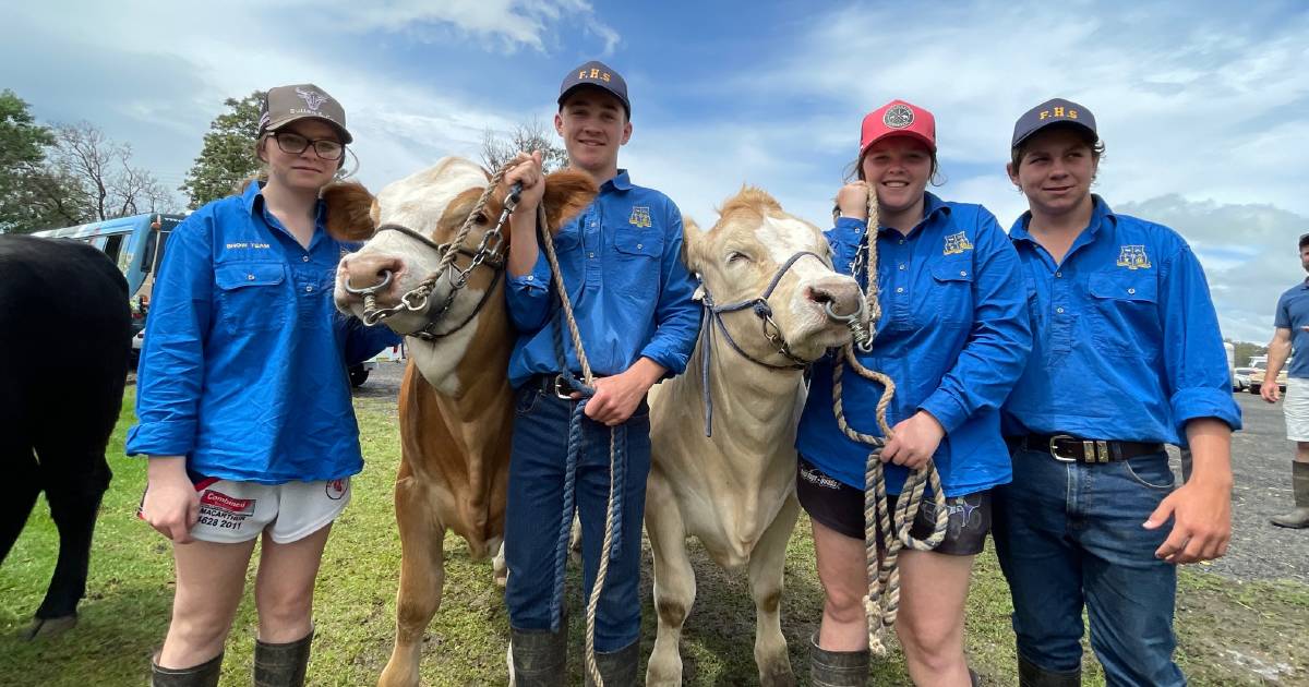 It takes a village to parade cattle at Forbes