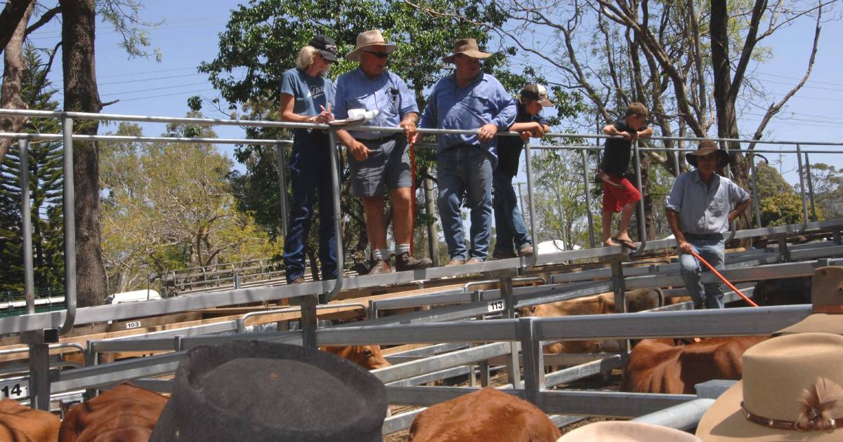 Droughtmaster weaner steers sell for $1580 at Woodford | Queensland Country Life