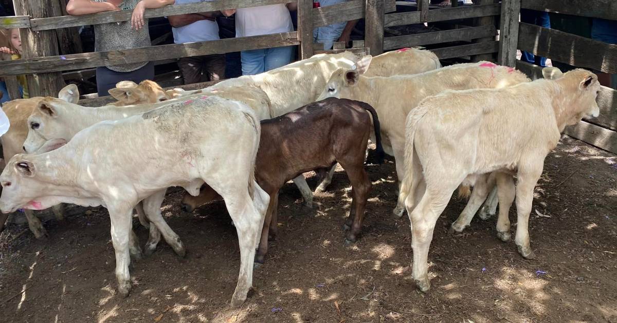 Angus weaner steers sell for $1700 at Woodford | Queensland Country Life