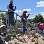 Brahman heavy feeder steers make 444c/$2400 at Gracemere | Queensland Country Life