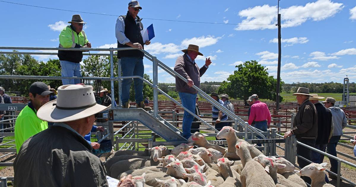 Young lambs climb to $210 peak at weekly Warwick sale