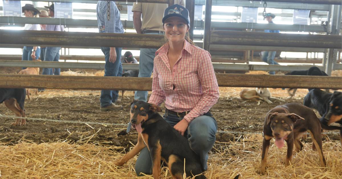 All the photos from day four of The Working Dog Challenge Trial and Auction