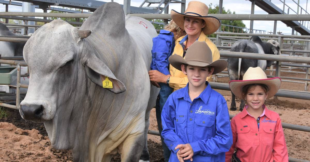 Wilangi invitational sale celebrates 35 years in Charters Towers | Photos