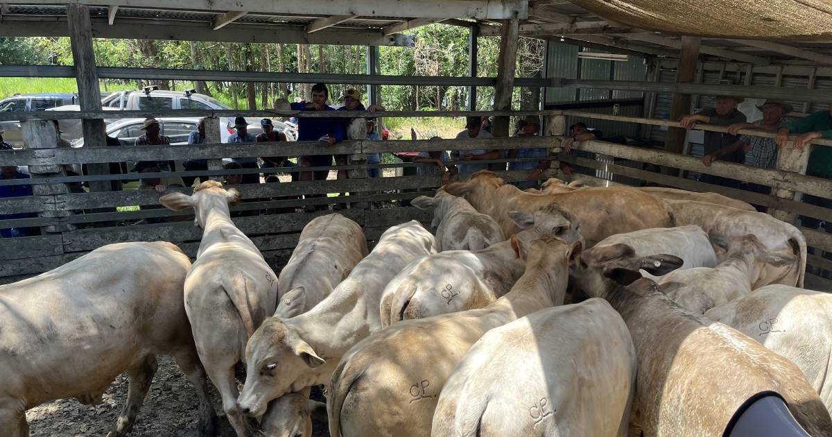 Eumundi feeder prices ease