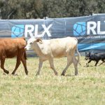 'It made them cry': Old boys helping Eugowra rebuild as auction goes live