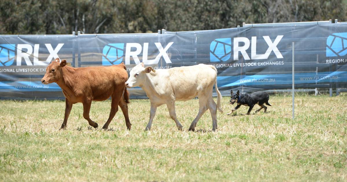 All the photos from day three of The Working Dog Challenge Trial and Auction