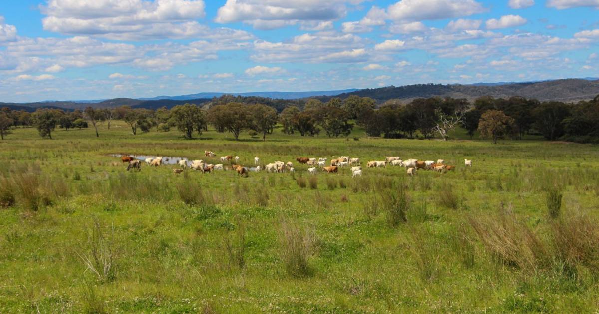 Wellingrove country well suited to breeding, finishing cattle | Video