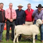 Western producers on the hunt for Hendon Park Boers at Roma sale