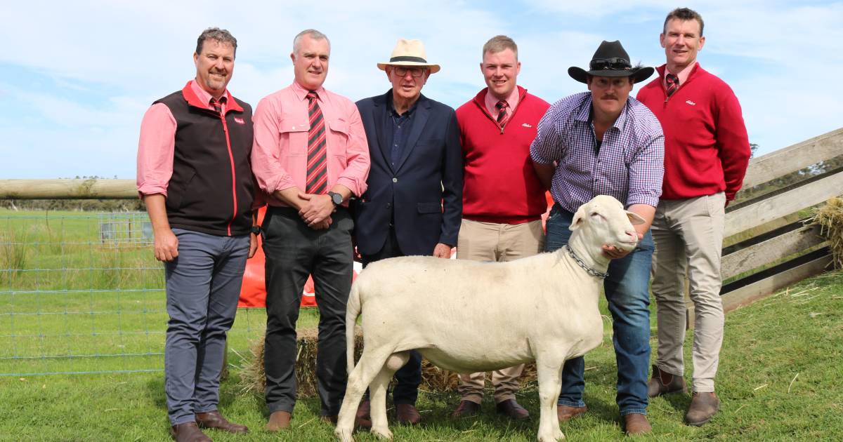 $110,000 for Garnett SheepMaster ram sets best price for the 2022 season | Farm Weekly