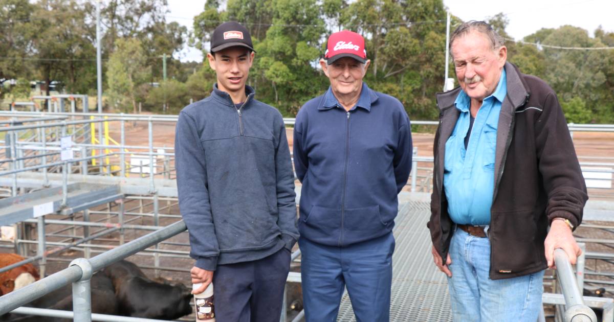 Good store cattle results despite the weather