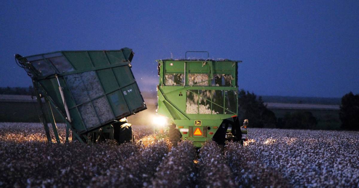 Kimberley Cotton Company to develop cotton gin in Kununurra | Farm Weekly