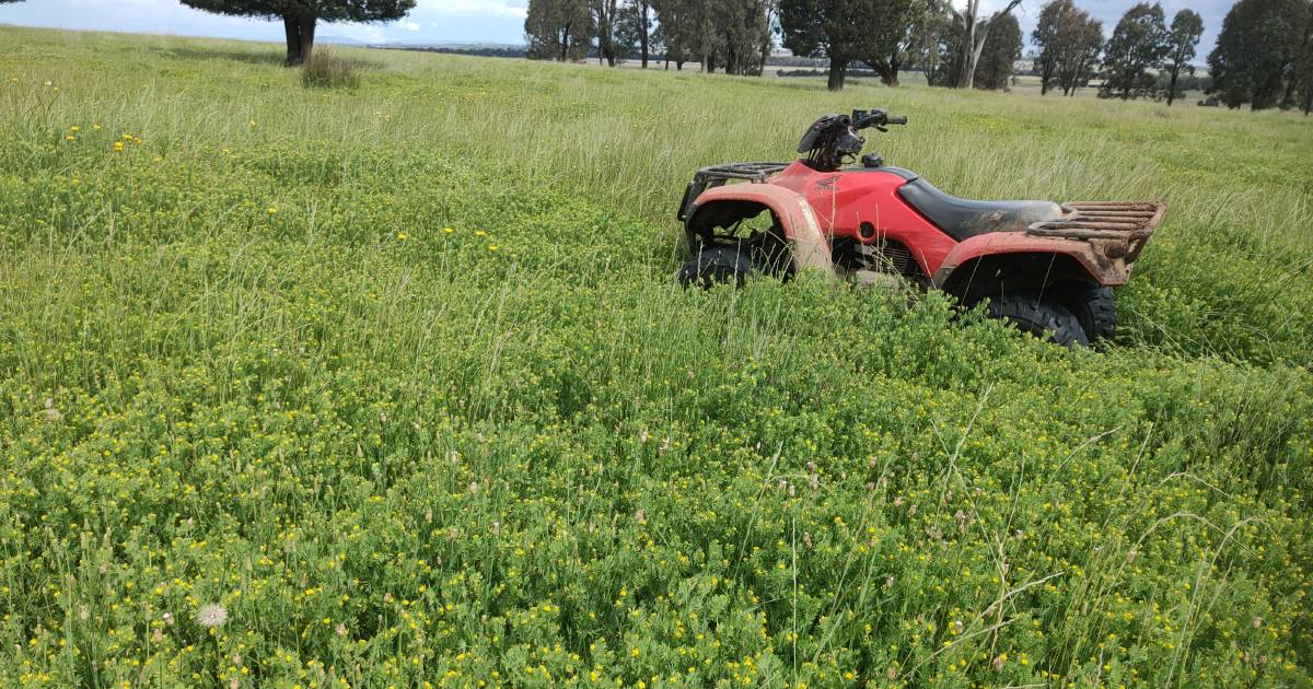 Pasture type and management for year-round growth in focus | The Land