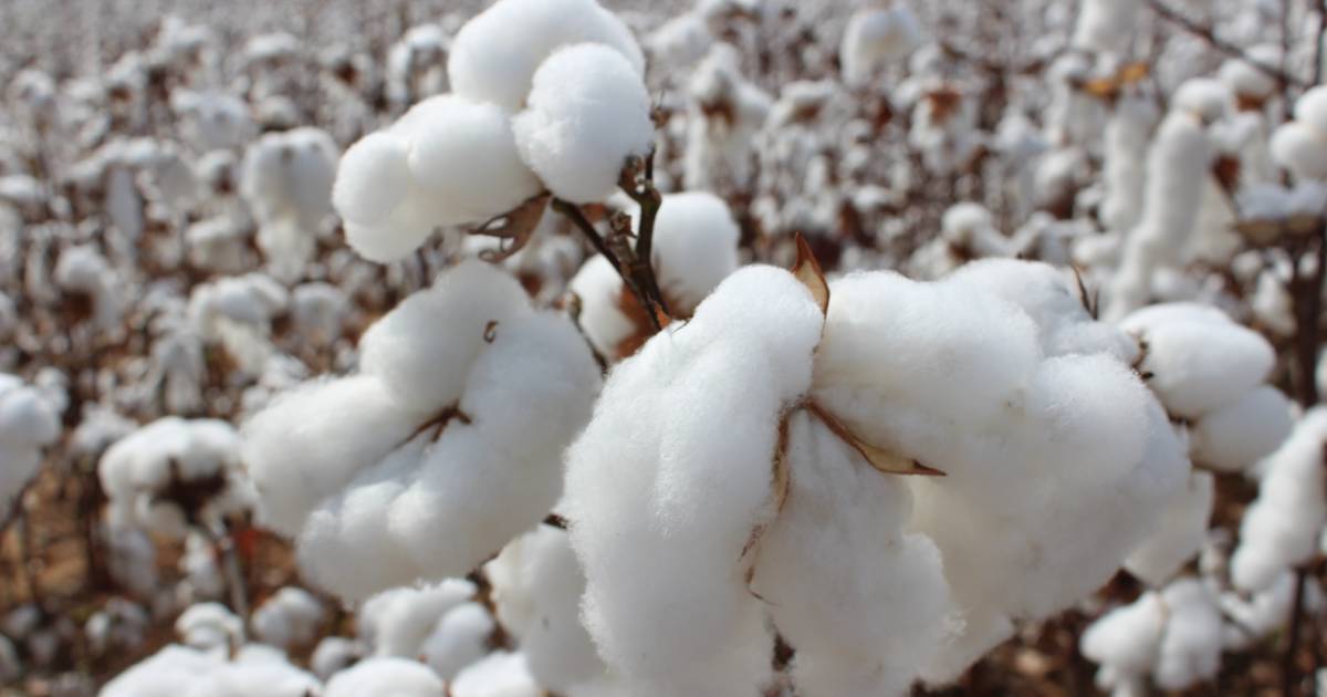 Namoi Cotton doubles half-year net profits to $12.4 million | The Land