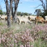 hemp CRC on the verge of becoming $200m research centre | Queensland Country Life