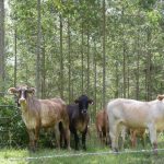 Generous tractor donation keeps social enterprise farm flourishing