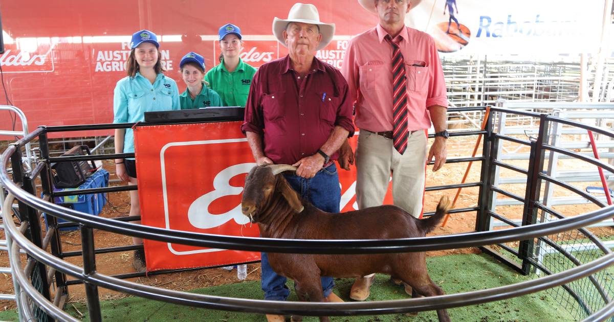 Isis Reds registered buck tops Elders Charleville invitational goat sale at $6000 | Queensland Country Life