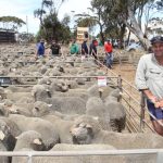 Industry showcases live export advances