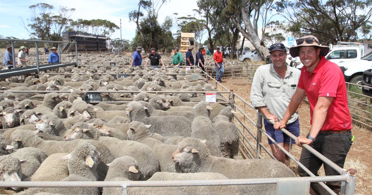 Young breeding ewes make $199 at the Elders sheep sale at Moora | Farm Weekly