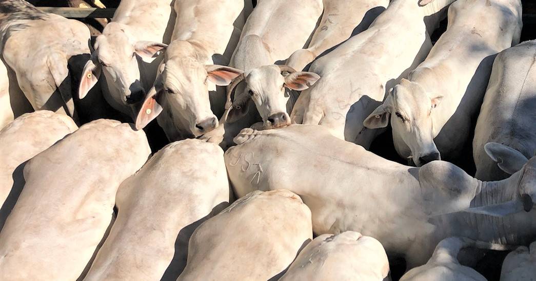 Cows to $2800 at Woodford