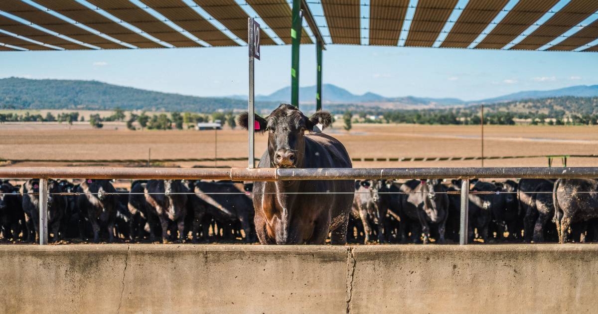 Feedlotter calls out unsustainable price point, warns restockers to tow the line | Queensland Country Life