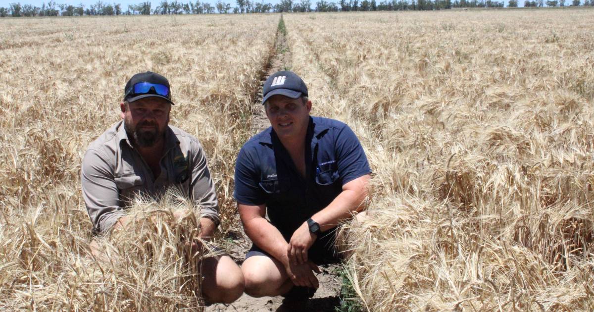 Rain slows harvest and impacts yields in Queensland