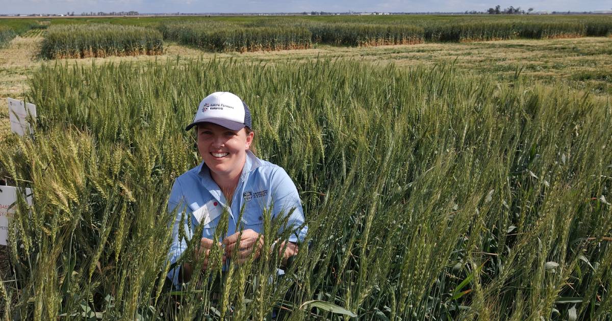 Wheat research targets a number of traits to improve heat stress and improved water use efficiency | The Land