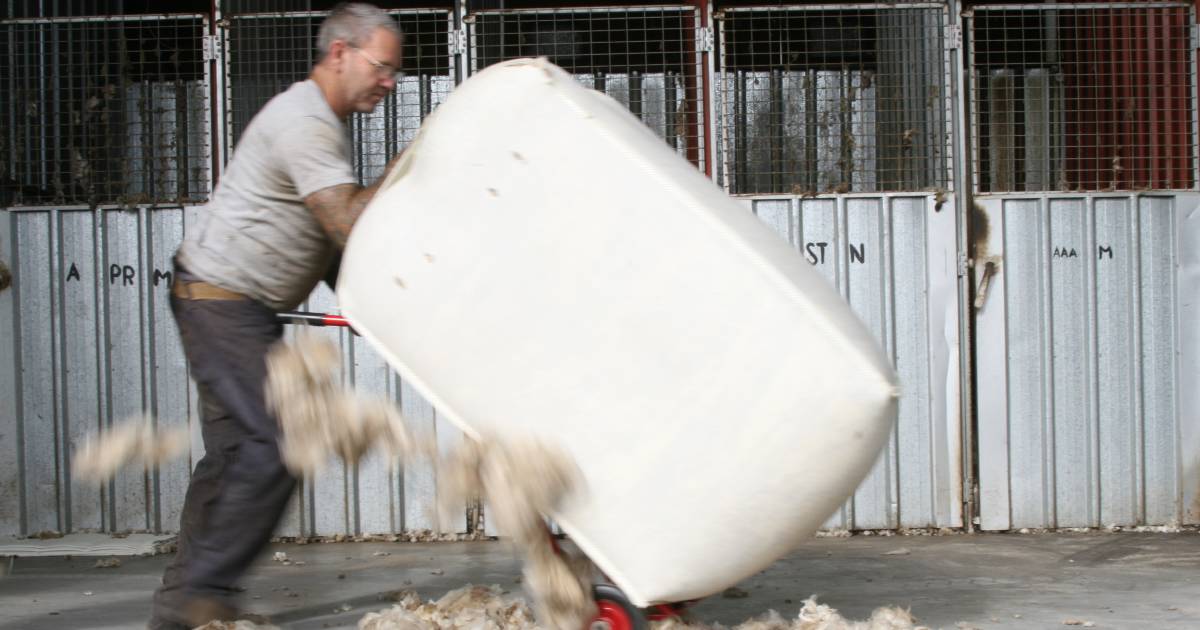 Weather puts the focus on WA wool offering at the Western Wool Centre (WWC) | Farm Weekly