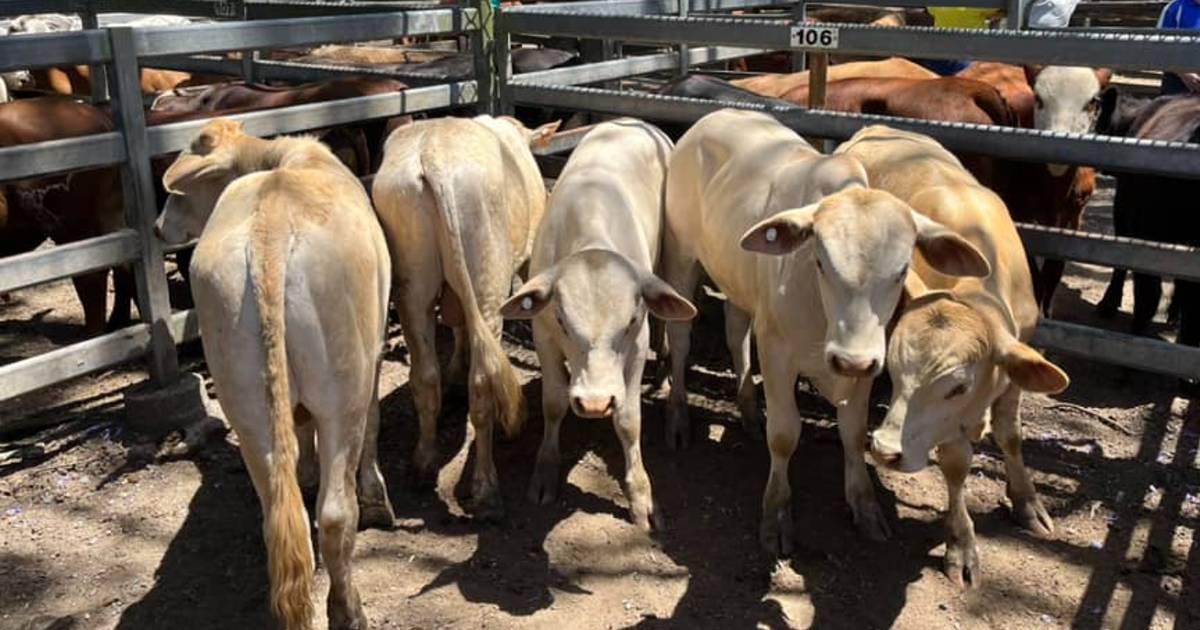 Murray Grey cross weaner steers reach $1890 at Woodford | Queensland Country Life