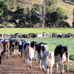 Grafton steers sell firm in keen market