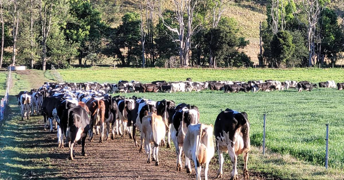 Dairying era comes to an end