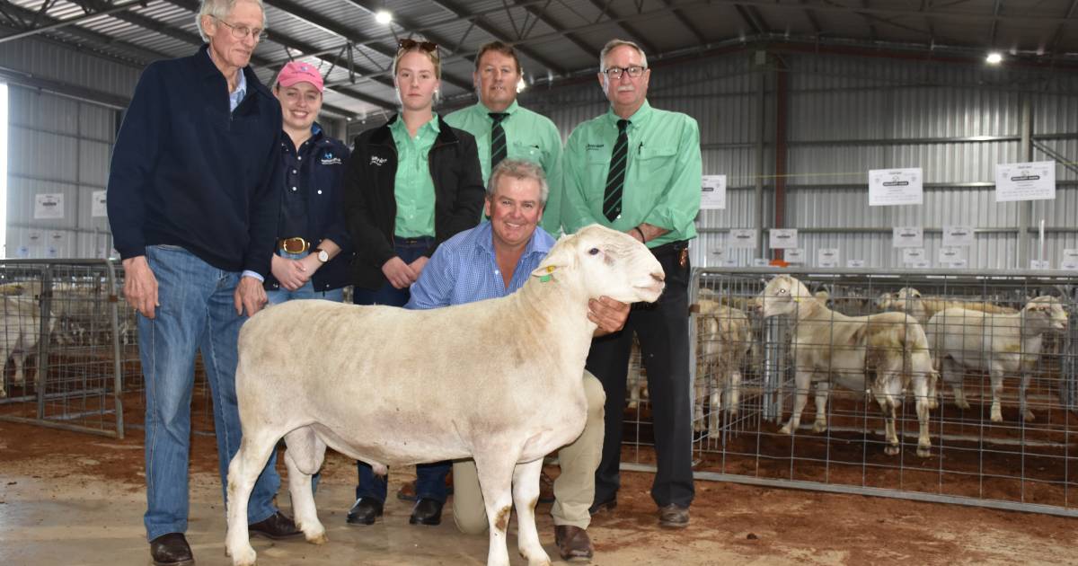 Shedding breeds average $3406 for 2022 WA ram season | Farm Weekly