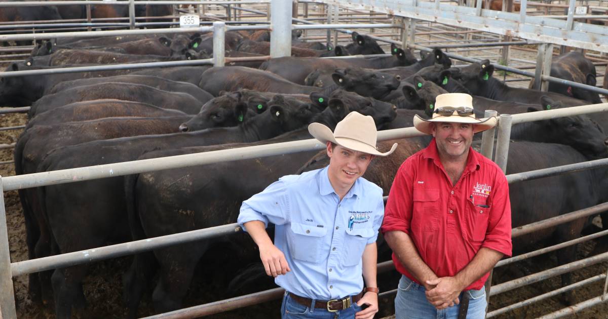 Cows to $4375 in Elanco Spring Female Feature