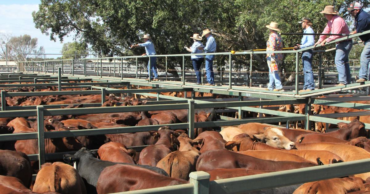 Santa cows 695kg make 388c/$2697 at Blackall | Queensland Country Life