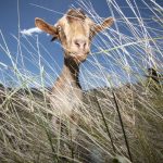 Future farmers hit the road thanks to cattle trailer