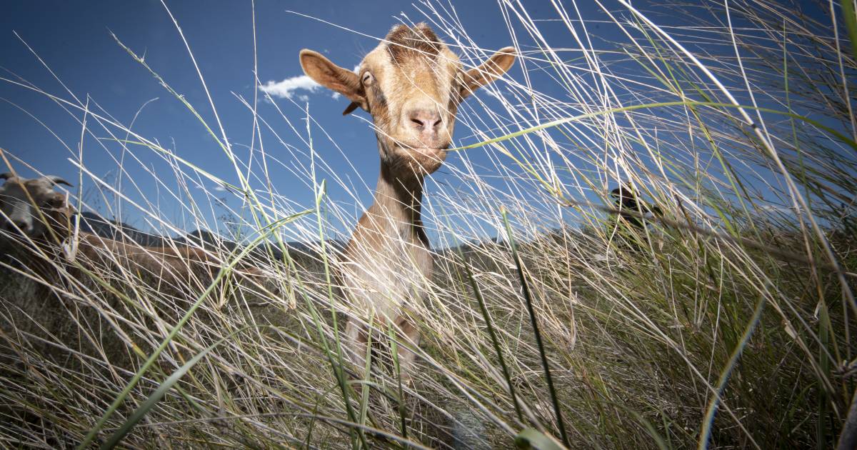 Rural Fire Service use goats to knock down vegetation at Curlewis, near Gunnedah, after Tamworth and Coolatai stints | The Land