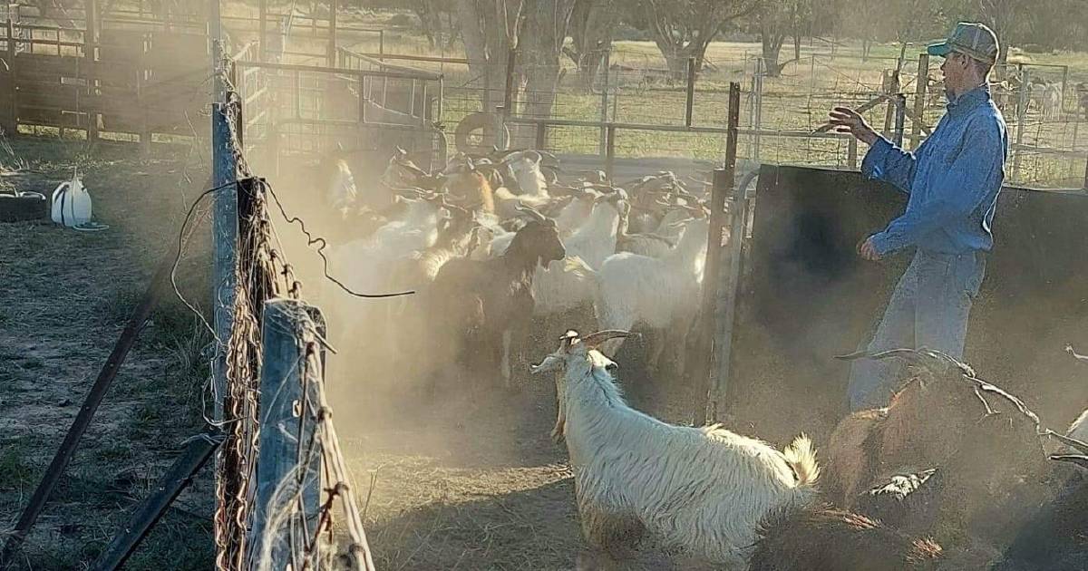 Dirranbandi goat producer ahead of the pack | Queensland Country Life