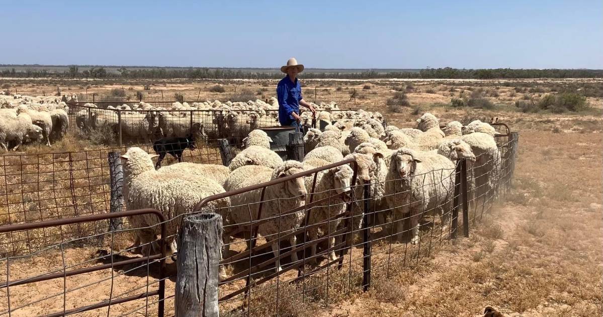 Managing sheep in an arid environment