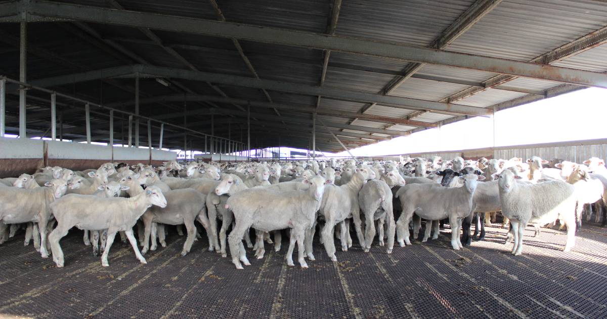 Ambitious plans for South West feedlot