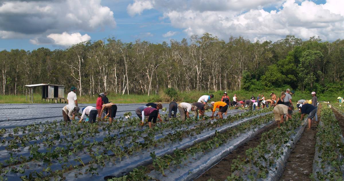 Labour hire firm allegedly underpaid 87 visa farm workers | North Queensland Register