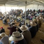 Charbray weaner steers sell for $1850 at Eumundi | Queensland Country Life