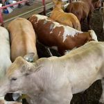 Grape block floods in Mildura